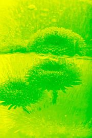 Bellis with reflection in green