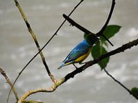 Colorful bird in Iguazú 