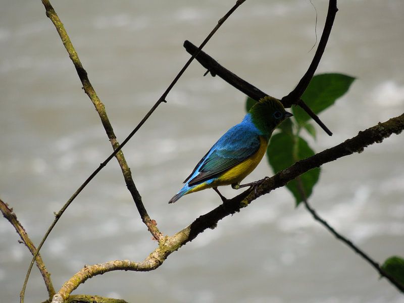 Gekleurde vogel in Iguazu von Lin McQueen