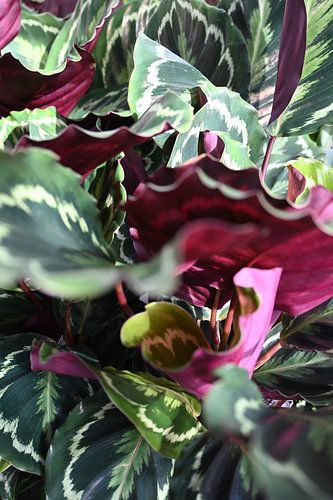 Calathea plant in close up