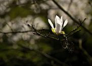 Einsame Magnolia von Gerda Hoogerwerf Miniaturansicht