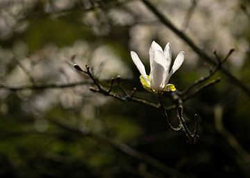 Einsame Magnolia von Gerda Hoogerwerf