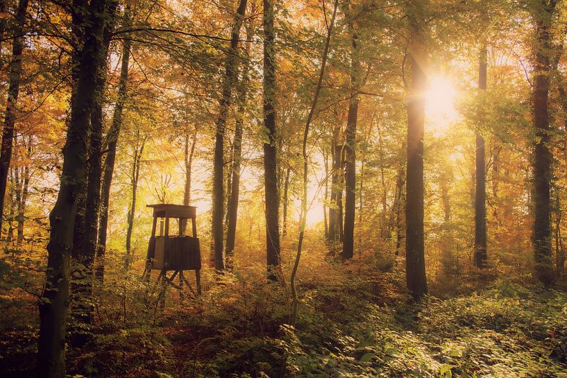 Jagerstoel in het herfstbos van Tanja Riedel