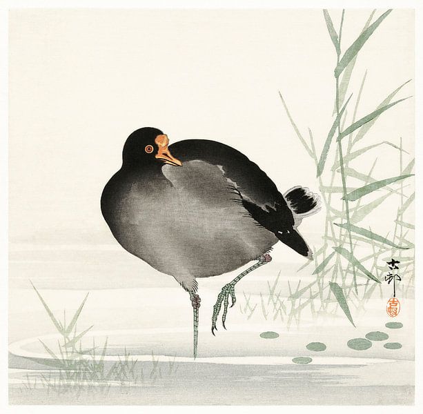 Teichhuhn (1900 - 1930) von Ohara Koson von Studio POPPY
