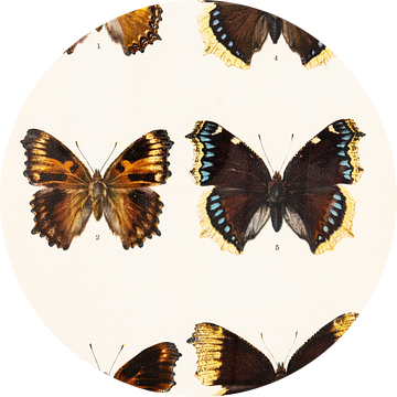 Kleurenplaat met 6 vlinders van Studio Wunderkammer