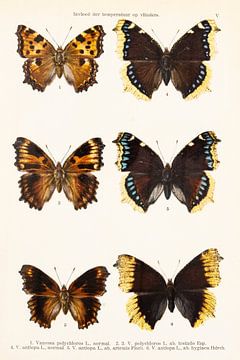 Colour plate with 6 butterflies by Studio Wunderkammer