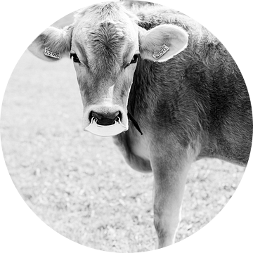 Zwart wit portret van een koe in Zwitserland | Dierenfotografie wall art van Milou van Ham