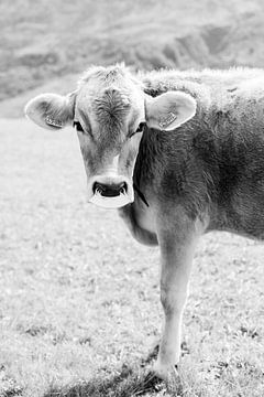 Portrait en noir et blanc d'une vache en Suisse | Animal photography wall art sur Milou van Ham