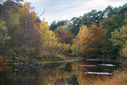 Prachtige herfstkleuren aan het Witven te Oisterijk