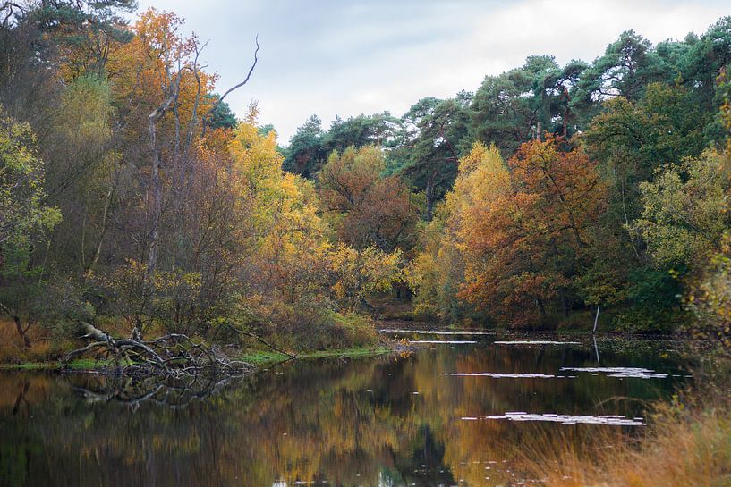 Prachtige herfstkleuren aan het Witven te Oisterijk by Douwe Bergsma