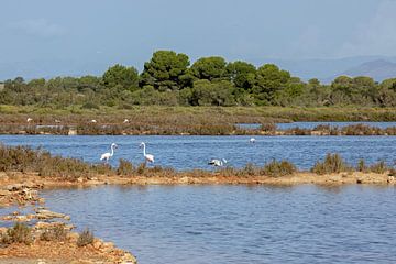 Flamingo's in de zoutvlakte van Es Trenc (Mallorca) van t.ART