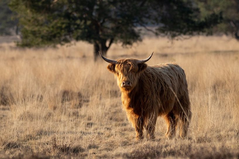 Schottische Highlander auf der Terlet-Heide von Roy Kreeftenberg