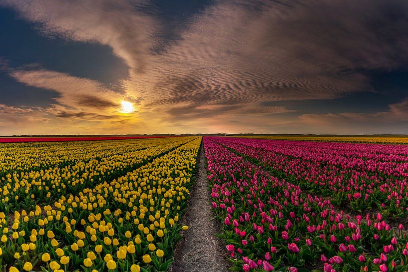 Tulipes sur Texel - Mixte par Texel360Fotografie Richard Heerschap