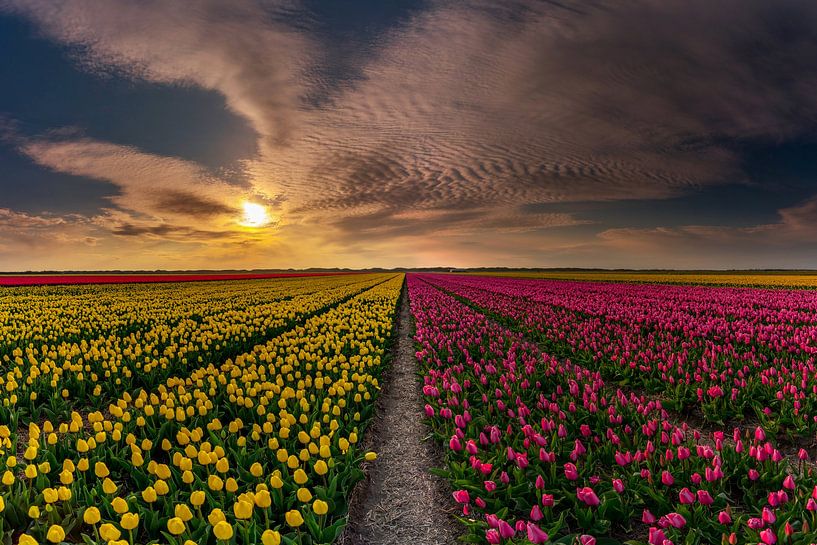 Tulpen auf Texel - Gemischt von Texel360Fotografie Richard Heerschap