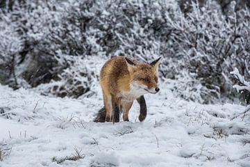 vos in de sneeuw van Robin Smit