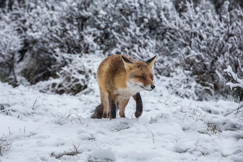 vos in de sneeuw von Robin Smit