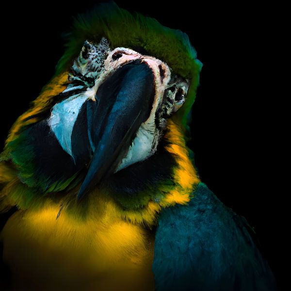 a friendly parrot by Jacco Hinke