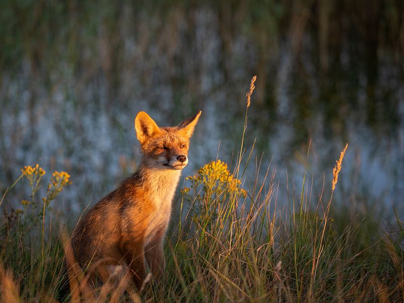 Vos in avondlicht von Esther Bakker-van Aalderen