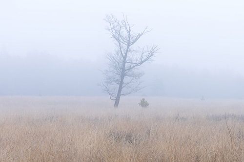 Dwingelderveld - Drenthe (Netherlands)