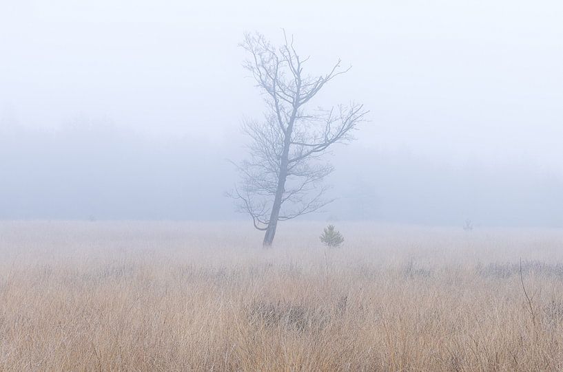 Dwingelderveld - Drenthe (Netherlands) by Marcel Kerdijk