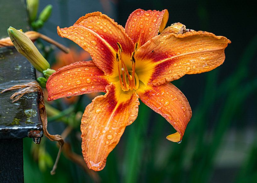Orange glowing flower with water droplets | Macro photography by Flatfield