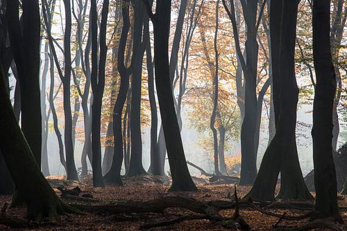 Dansende bomen in Speulderbos