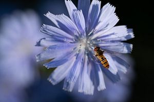 Eine blaue Wegwicke mit einer Schwebfliege