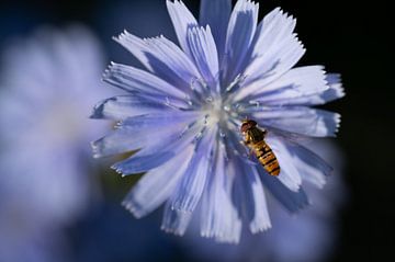 Eine blaue Wegwicke mit einer Schwebfliege von Ulrike Leone