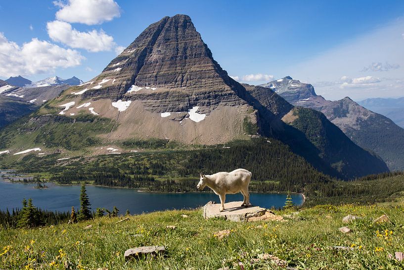 Chèvre de montagne dans le P.N. du glacier par Antwan Janssen