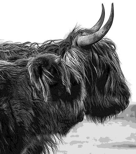 Schotse Hooglanders silhouet