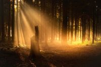 Gouden ochtend licht in het veluwse bos.