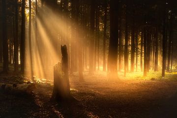 Lumière dorée du matin dans la forêt de Veluwe.