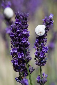 Lavender by Jolanda van Eek en Ron de Jong