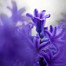 hyacint 01 von Elma van Putten