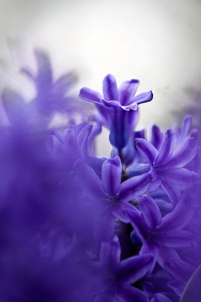 hyacint 01 van Elma van Putten