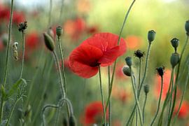 Des coquelicots à l'allure douce sur Monique Verlouw