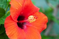 Hibiskusblüte rot