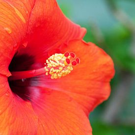 Hibiscus bloem rood van Ivonne Fuhren- van de Kerkhof