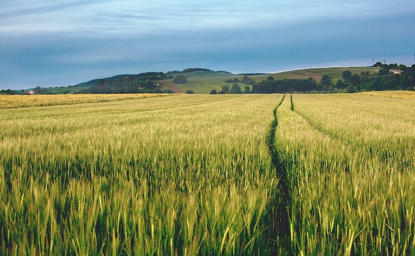 Tracks in the field by Thomas Heitz