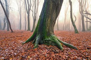 Nebliger Wald an einem nebligen Wintertag