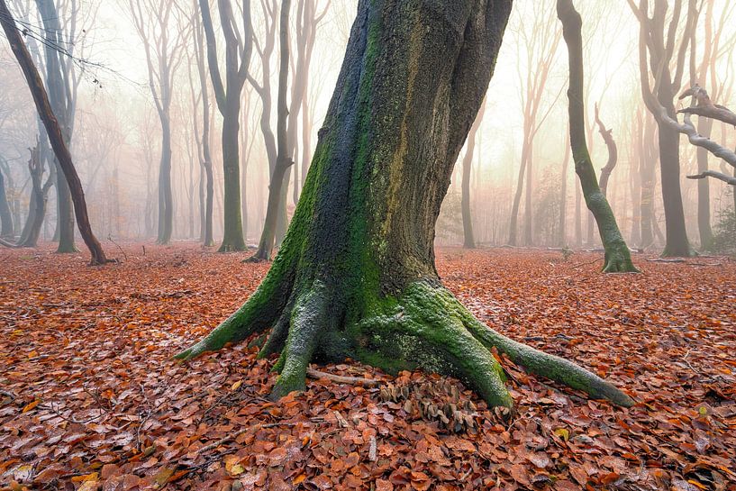 Nebliger Wald an einem nebligen Wintertag von Sjoerd van der Wal Fotografie