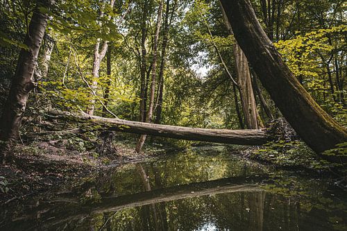 Arbre tombé dans la forêt d'Amsterdam