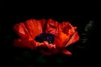 Coquelicot dans la lumière