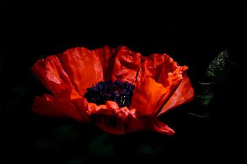 Poppy in the light by Derek Laout