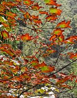 Indian Summer - Canadian maple tree in fall colours