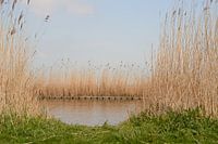 Riet langs de waterkant