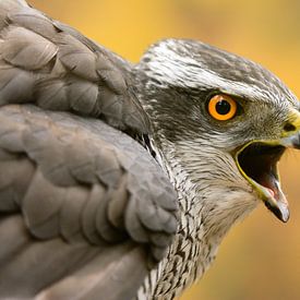 Screaming hawk portrait by Vincent de Jong