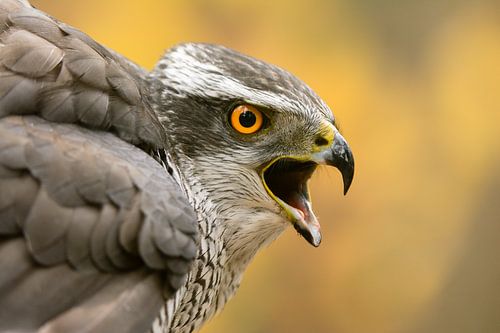 Portrait d'un faucon criard