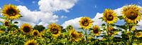 Sonnenblumenpanorama von Frank Herrmann Miniaturansicht