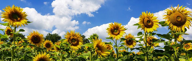 Sunflower panorama by Frank Herrmann